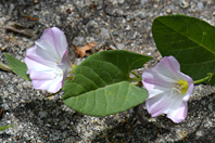 Convolvulus arvensis